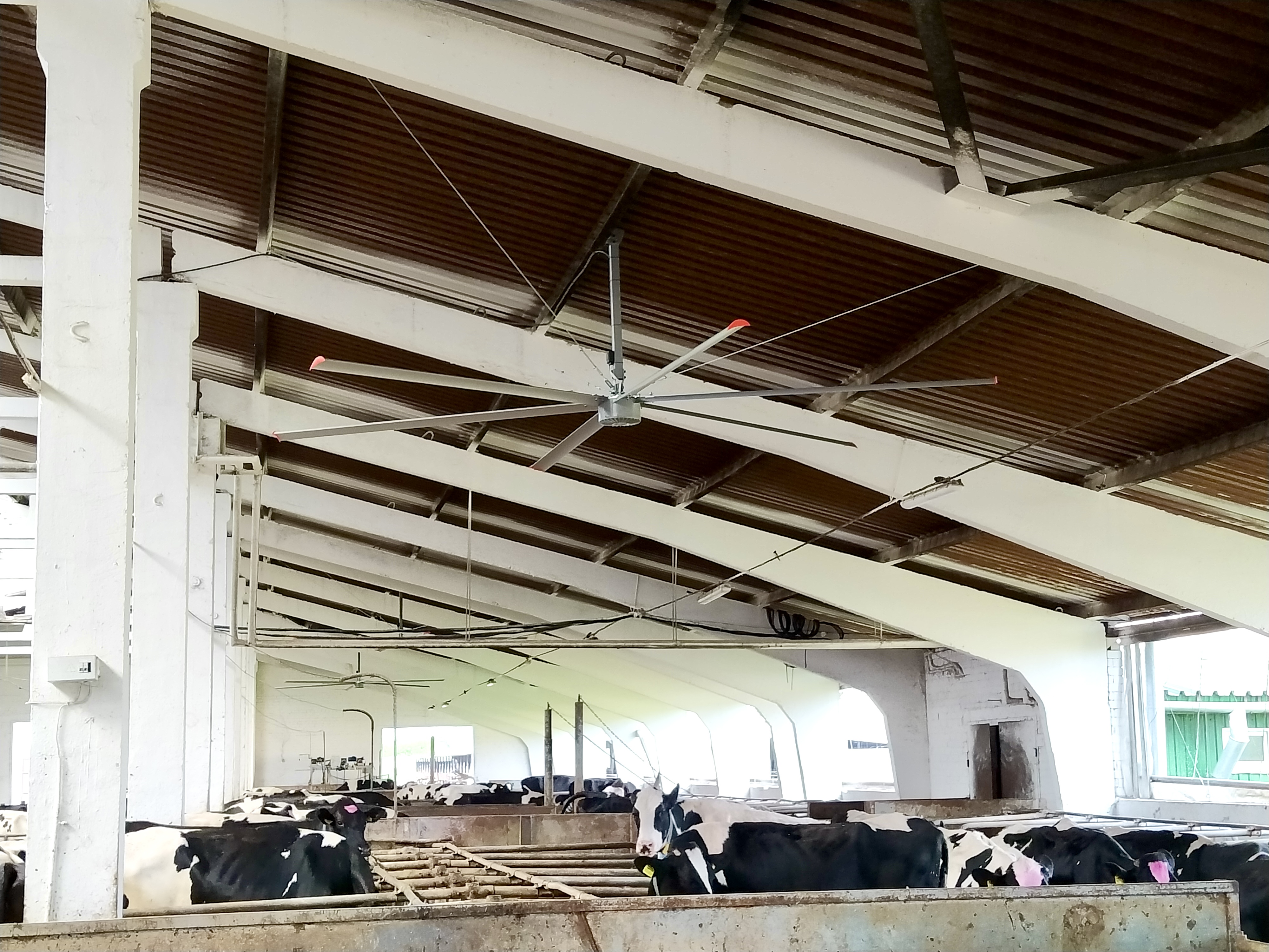 HVLS large ceiling fan for warehouse livestock 